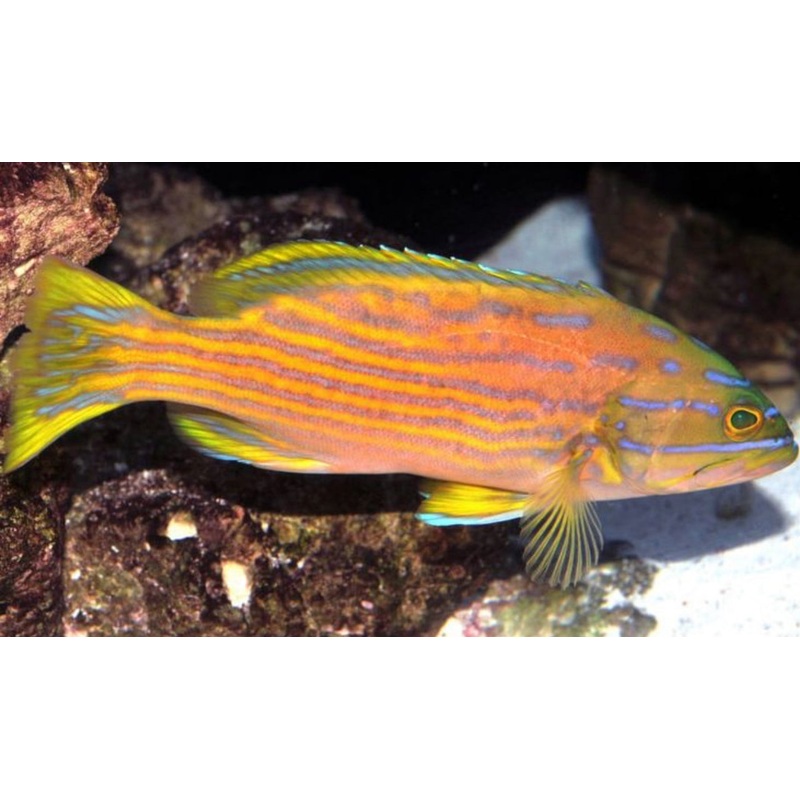 Polleni's Grouper