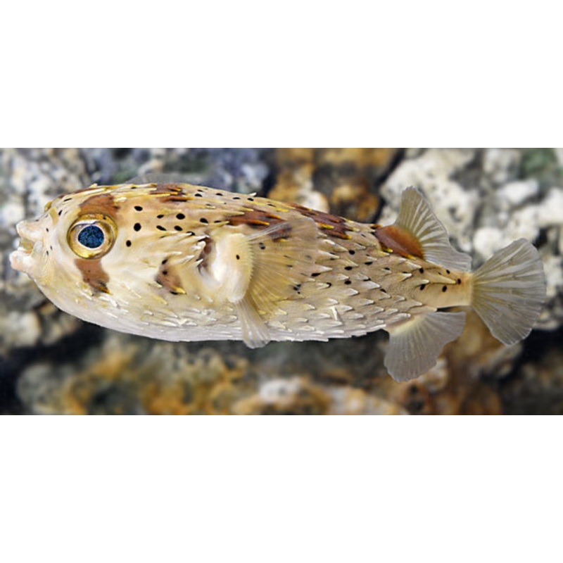 Porcupine Puffer LG
