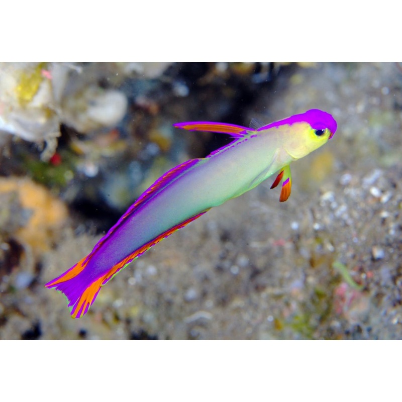 Purple Firefish Goby-MD