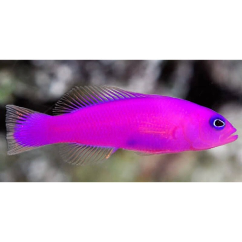 Purple Pseudo