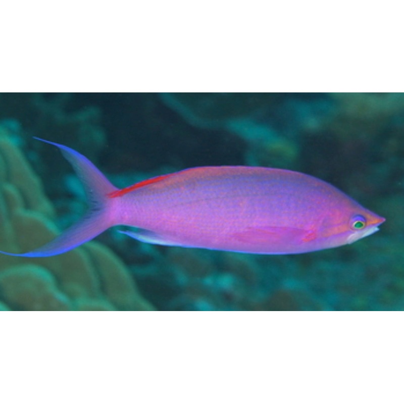 Purple Queen Anthias-LG