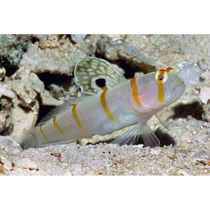 Randall's Shrimp Goby