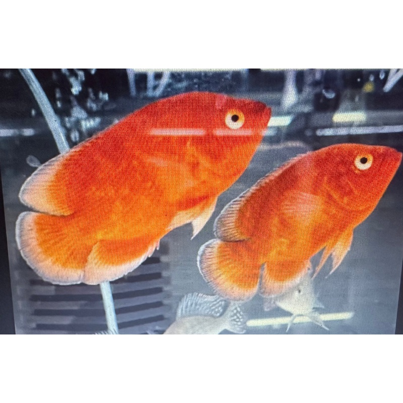 Red Chili Oscar