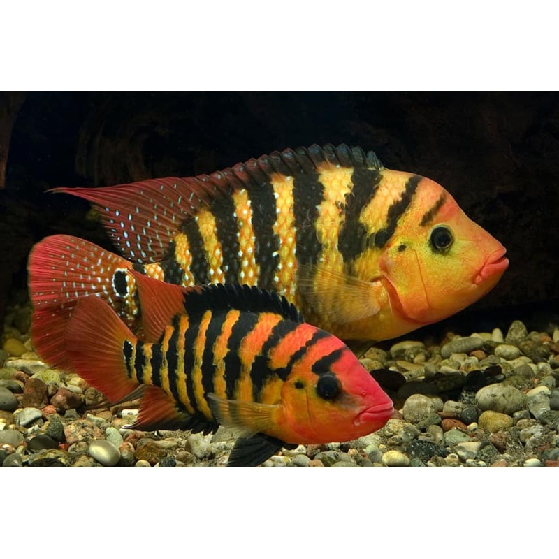 Red Festae Cichlid (RED TERROR)