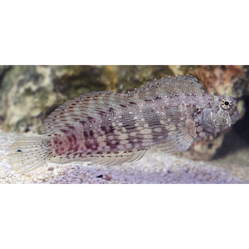 Red Fin Algae Blenny