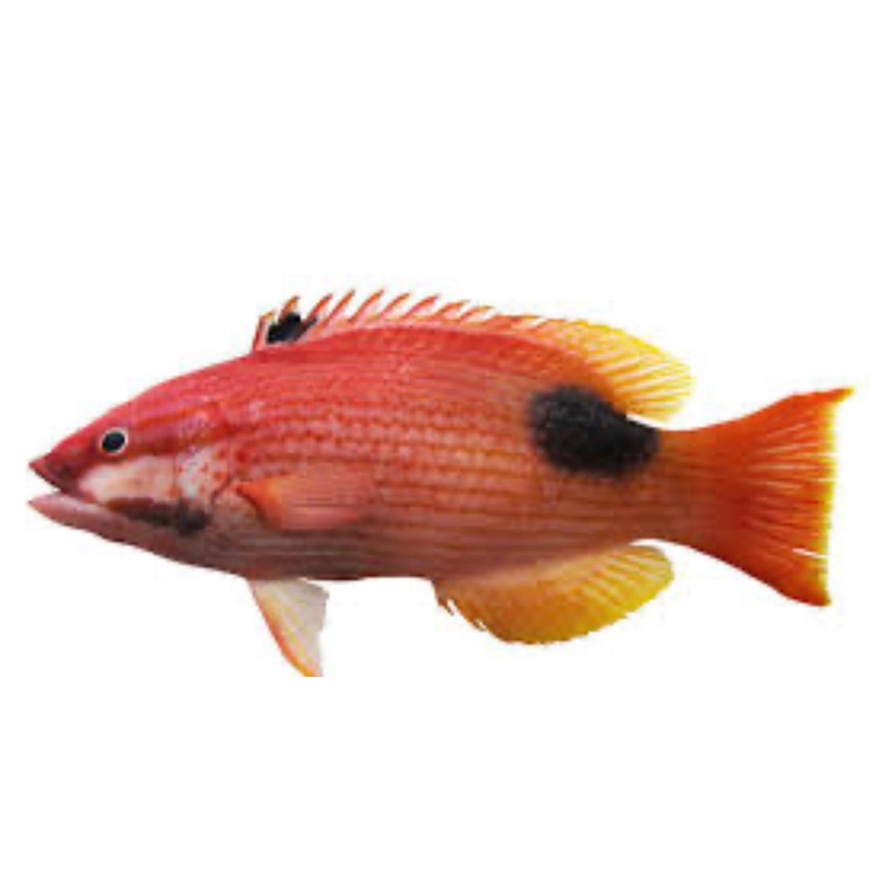 Saddleback HogFish-MDL