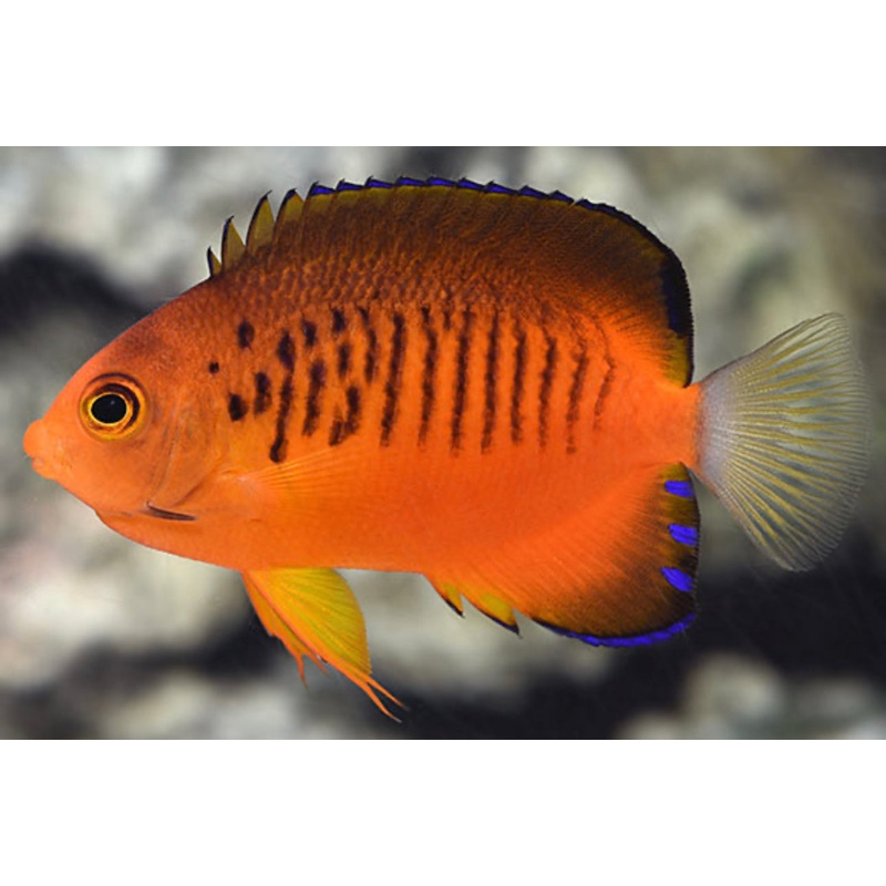 Shepards Pygmy Angel-Small RARE
