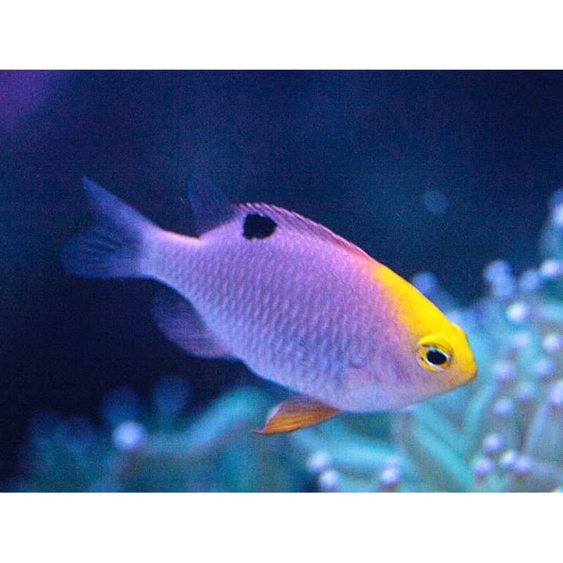 Talbot's Damsel-MD