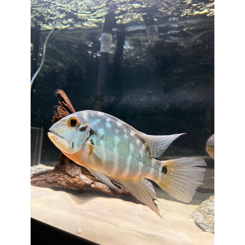 True Parrot Cichlid (Hoplarchus Psittacus)