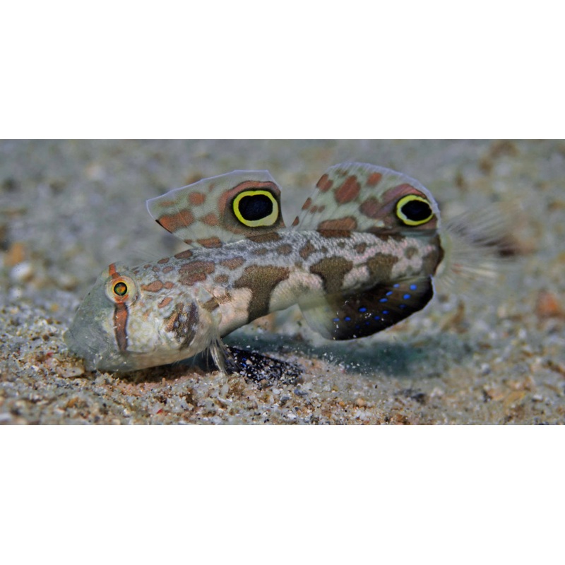 Twinspot Goby-MDL