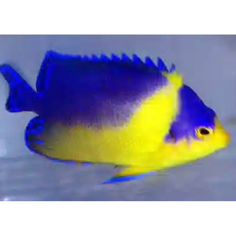 Venustus Angel-MD (Purple Masked Angelfish EXPERT ONLY)