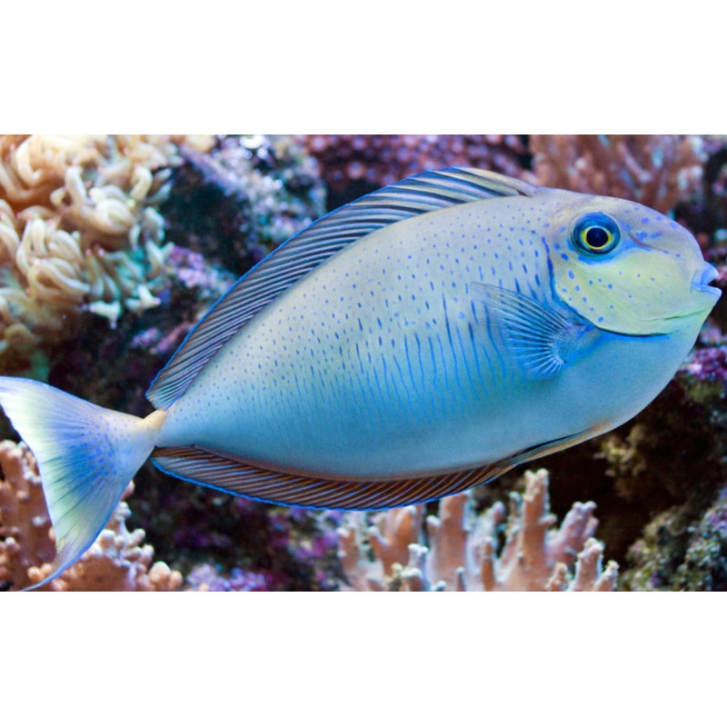 Vlamingi Unicorn Tang