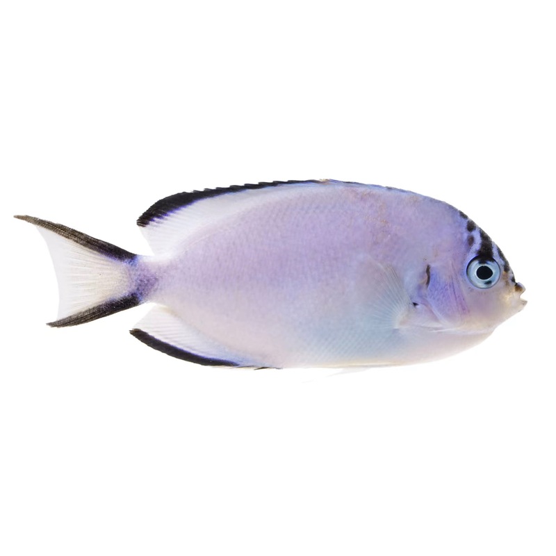 Watanabei Angel LG