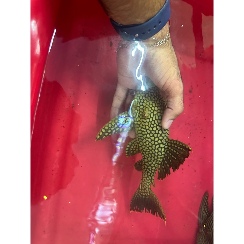 Watermelon Pleco L330 7"-9"