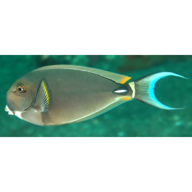 White Face Tang