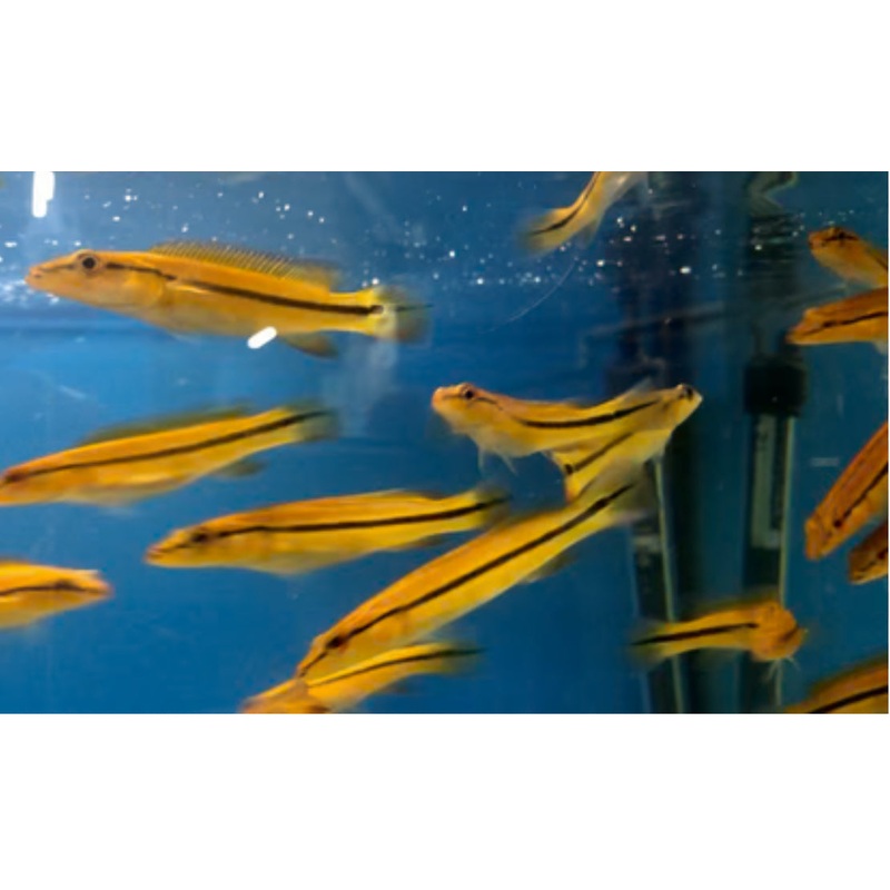 Xingu Orange Pike Cichlid 3"+
