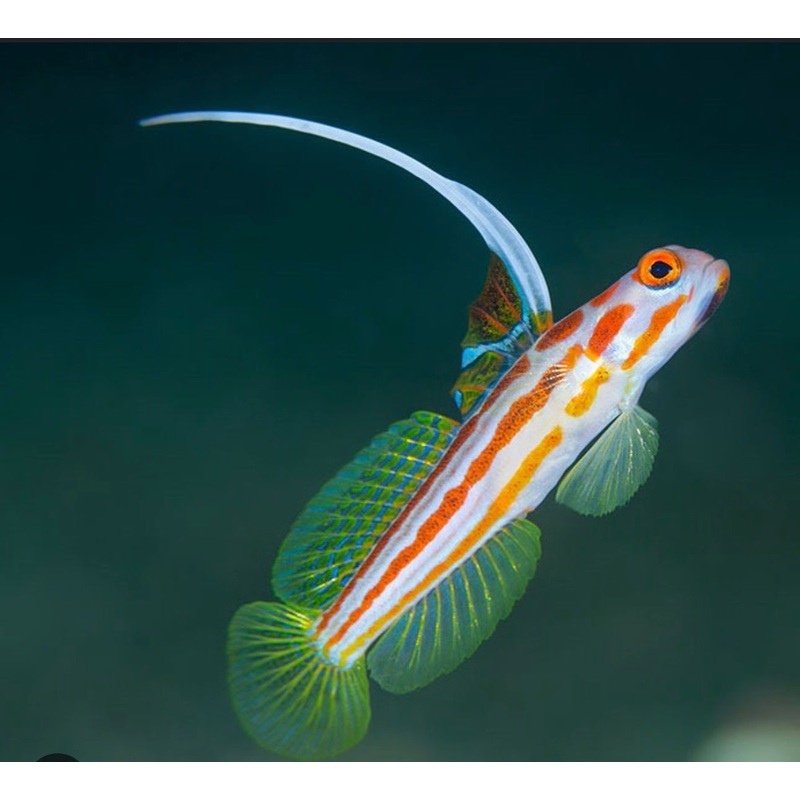 Yasha Hase Shrimp Goby-MDL
