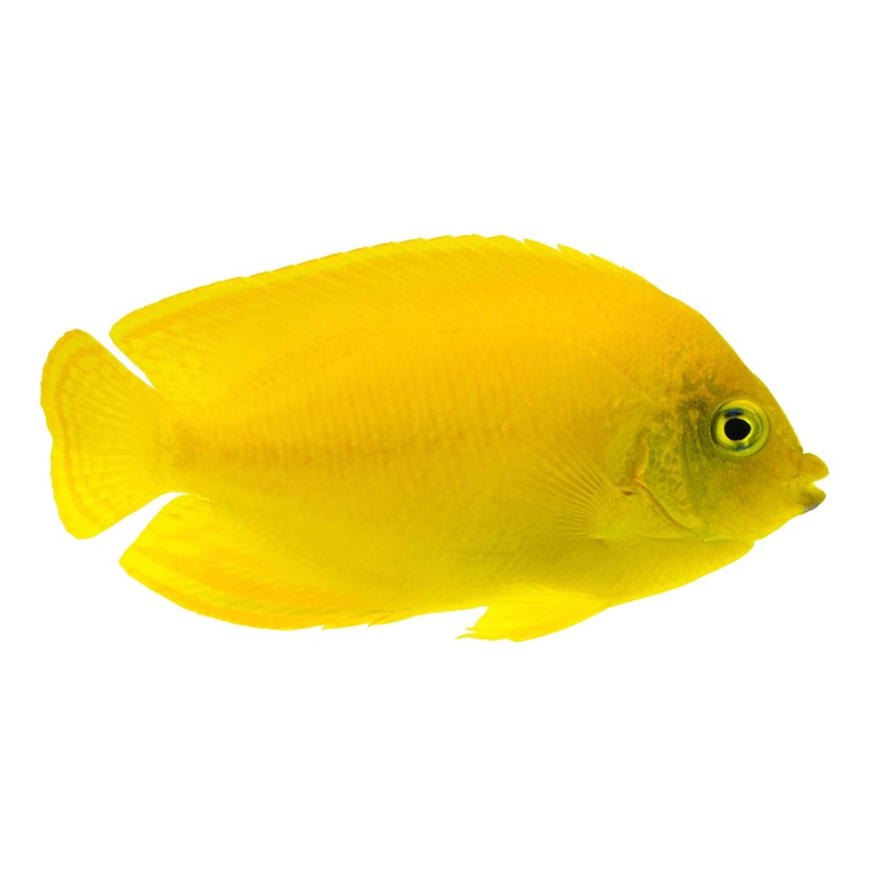 Yellow Angel-MDL