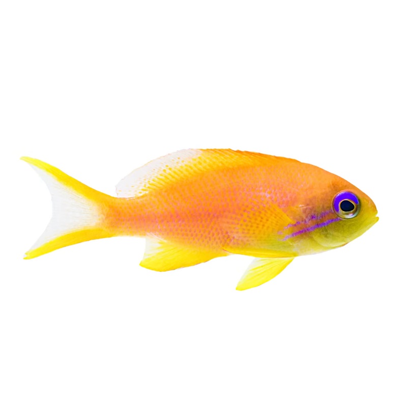 Yellow Anthias-MD