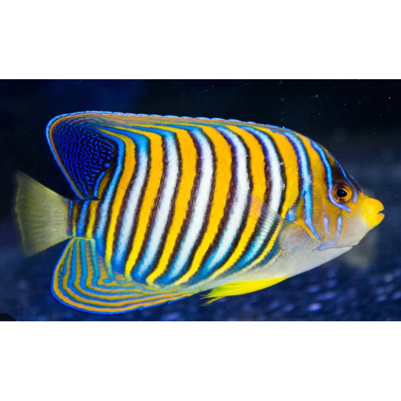 Yellow Belly Regal Angel ML