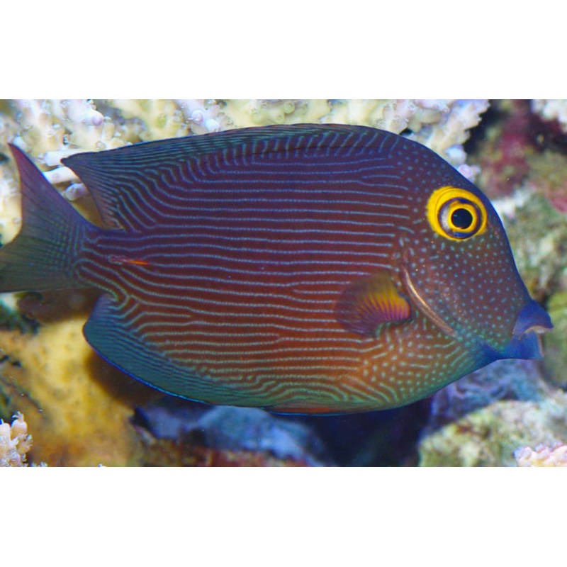 Yellow Eye Bristletooth Tang