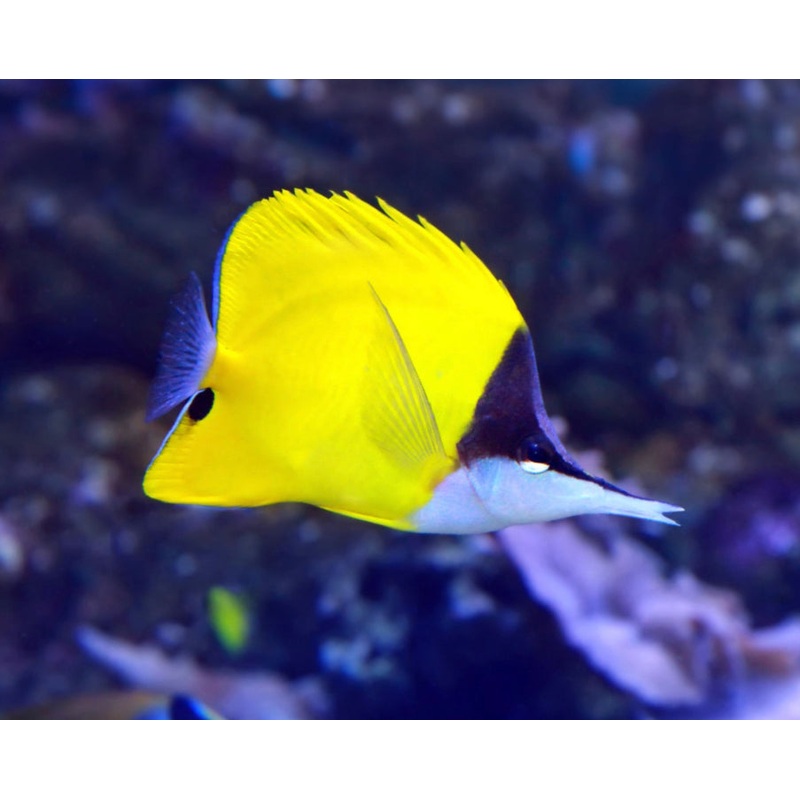Yellow Longnose Butterfly-ML