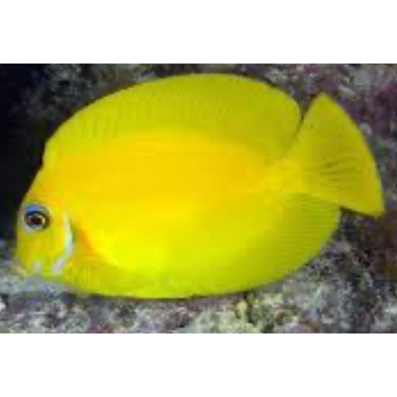 Yellow Mimic Tang MD