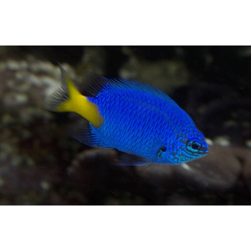 Yellowtail Blue Damsel-MD