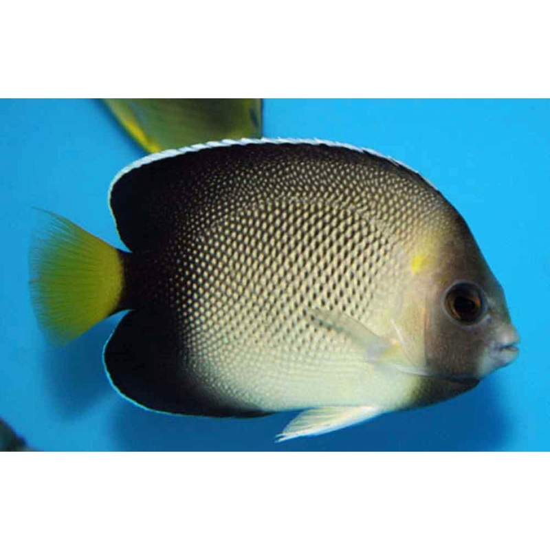Yellowtail Cream Angel-MD