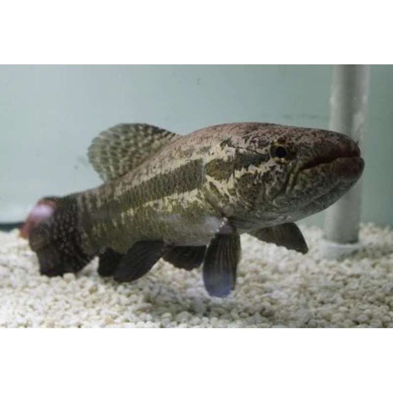 Aimara Wolf Fish 7"