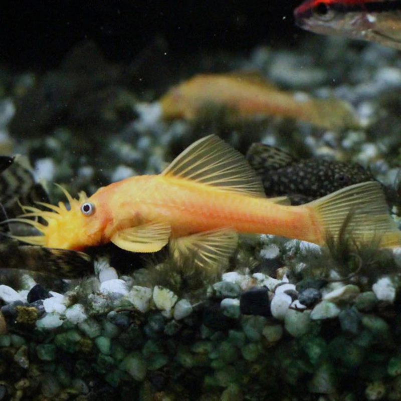 Albino Bushynose Pleco 1"-2"