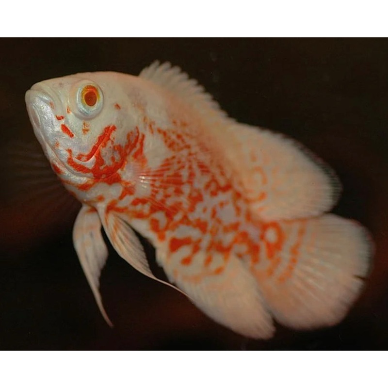 Albino Tiger Oscar 2"