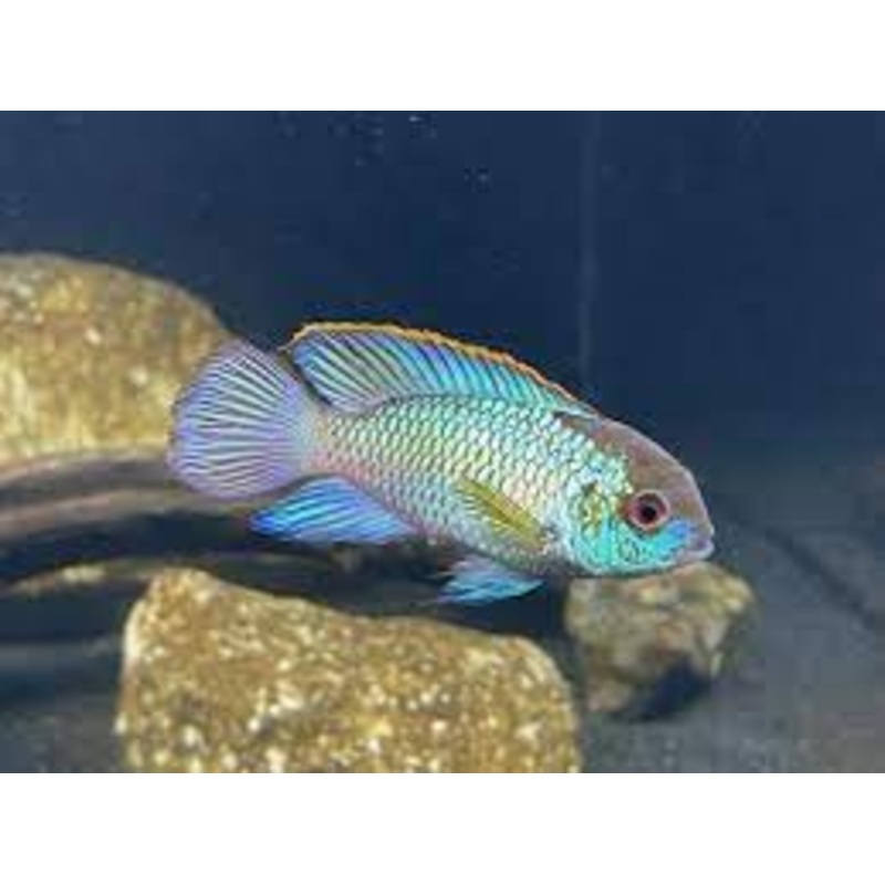 America Cichlid Electric Blue Acara