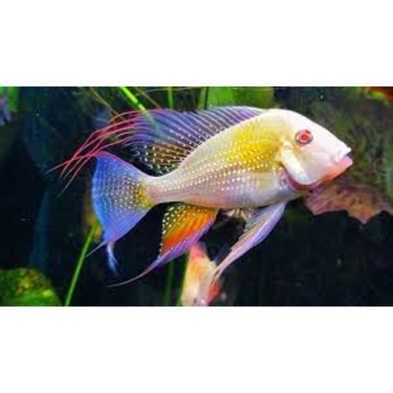 American Cichlid Albino Geophagus Heckelii