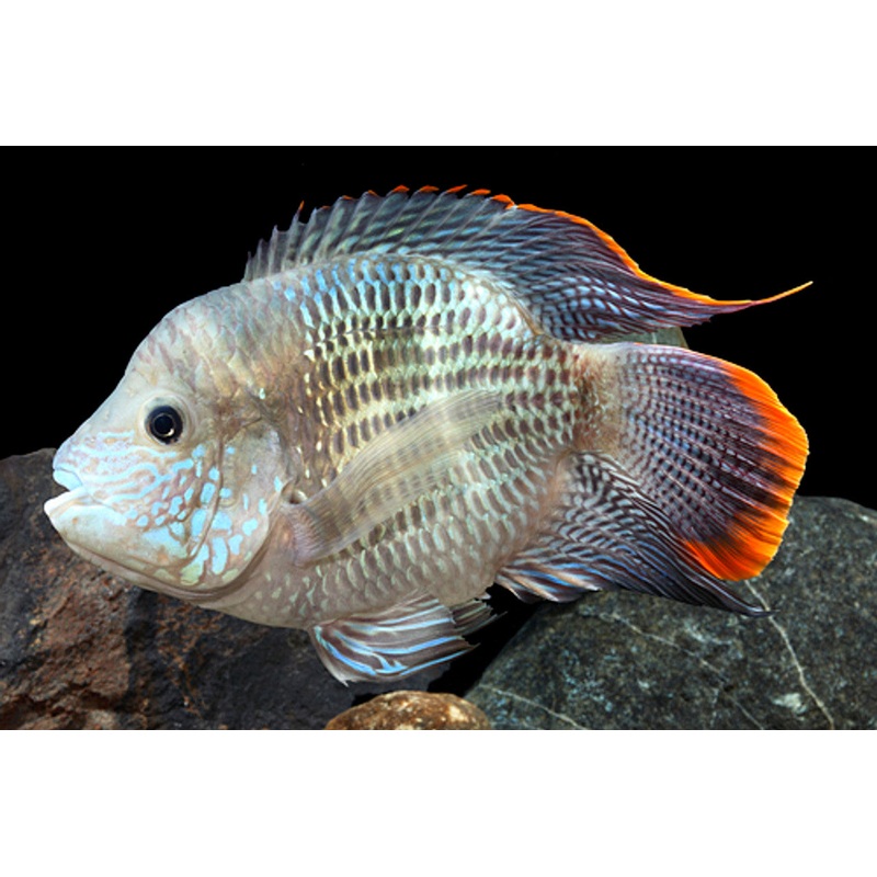 American Cichlid Ballon Body Green Terror