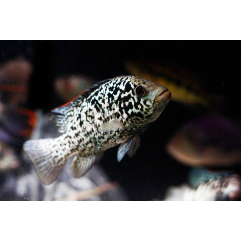 American Cichlid Cuban Cichlid
