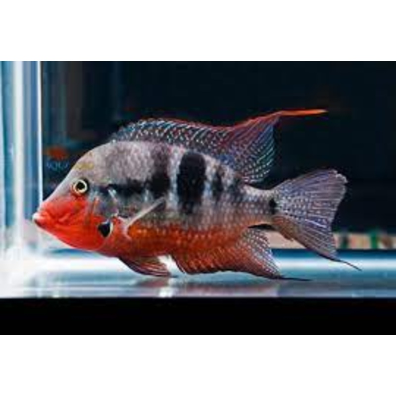American Cichlid Firemouth Meeki 2.5"-3"