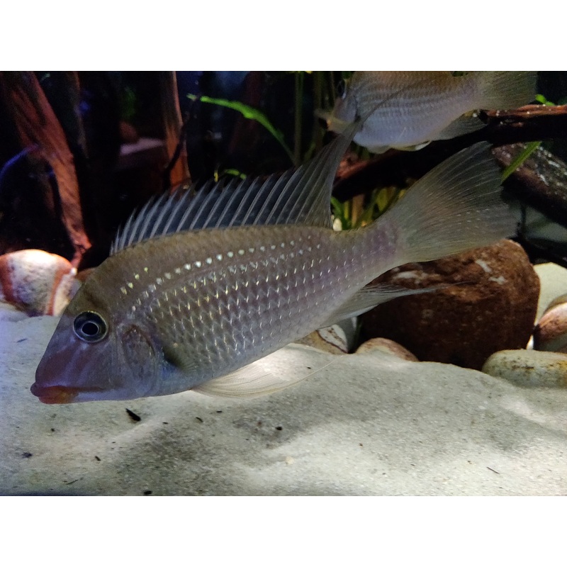 American Cichlid Geophagus Jurupari