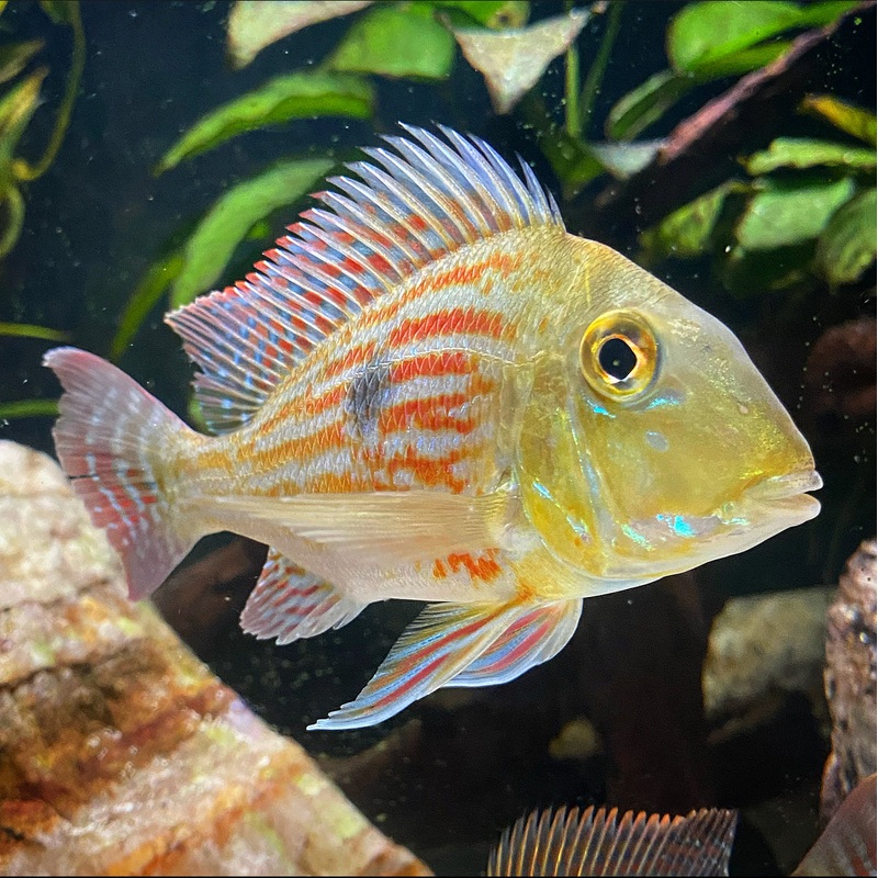 American Cichlid Geophagus Sveni