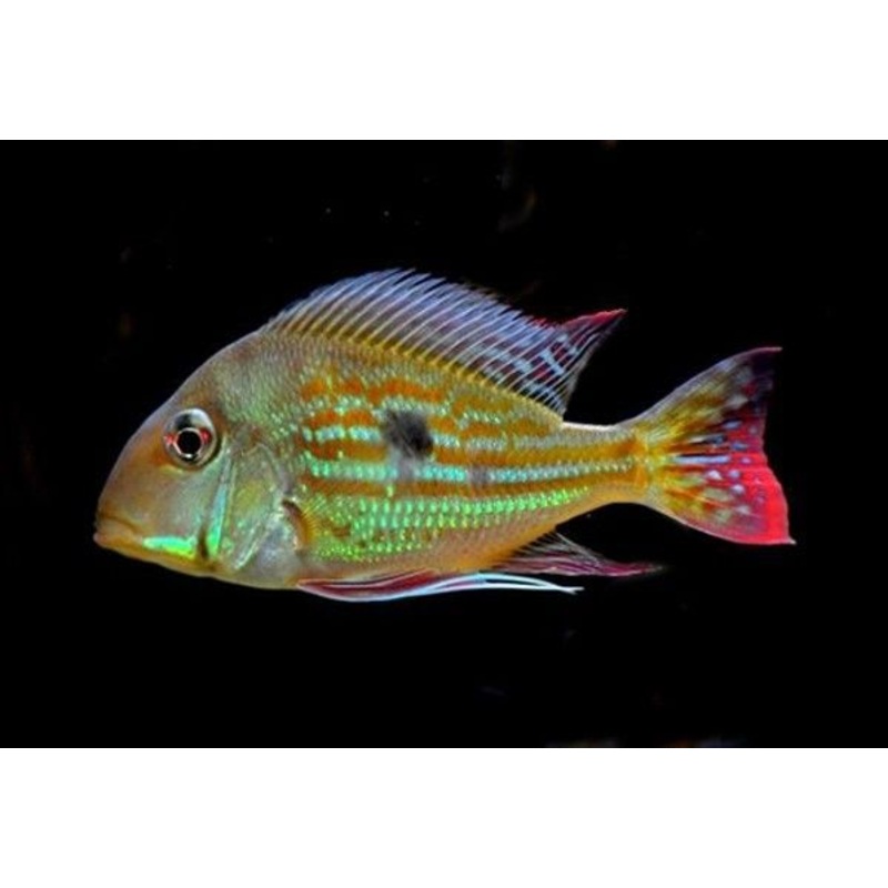 American Cichlid Geophagus Winemilleri