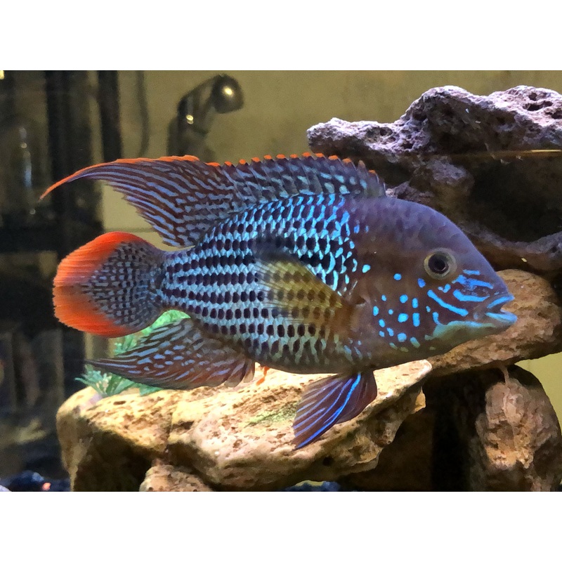 American Cichlid Green Terror
