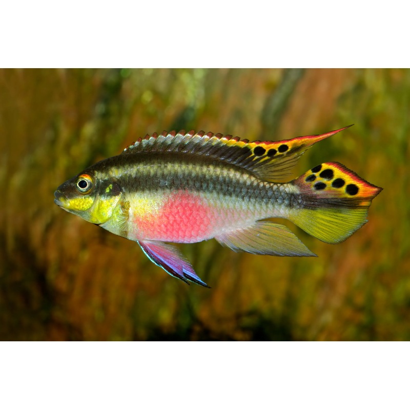 American Cichlid Kribensis