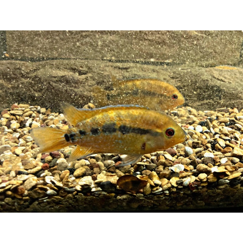 American Cichlid Rainbow Cichlid