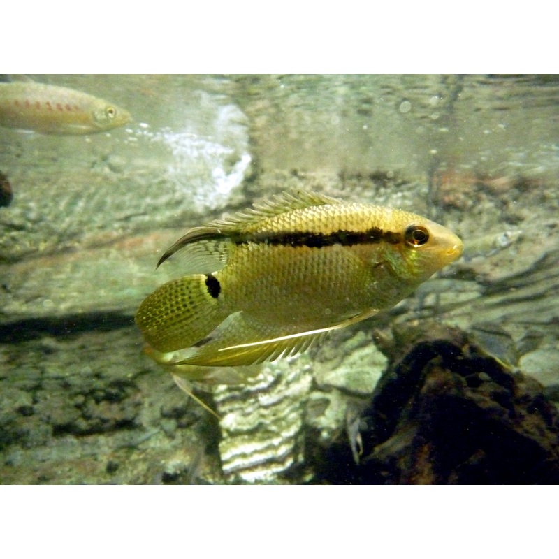 American cichlid Tank Raised Festivum Cichlid