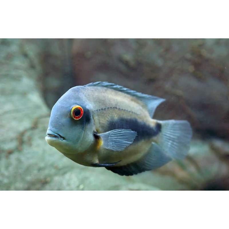 American Cichlid Tank Raised Uaru Cichlid