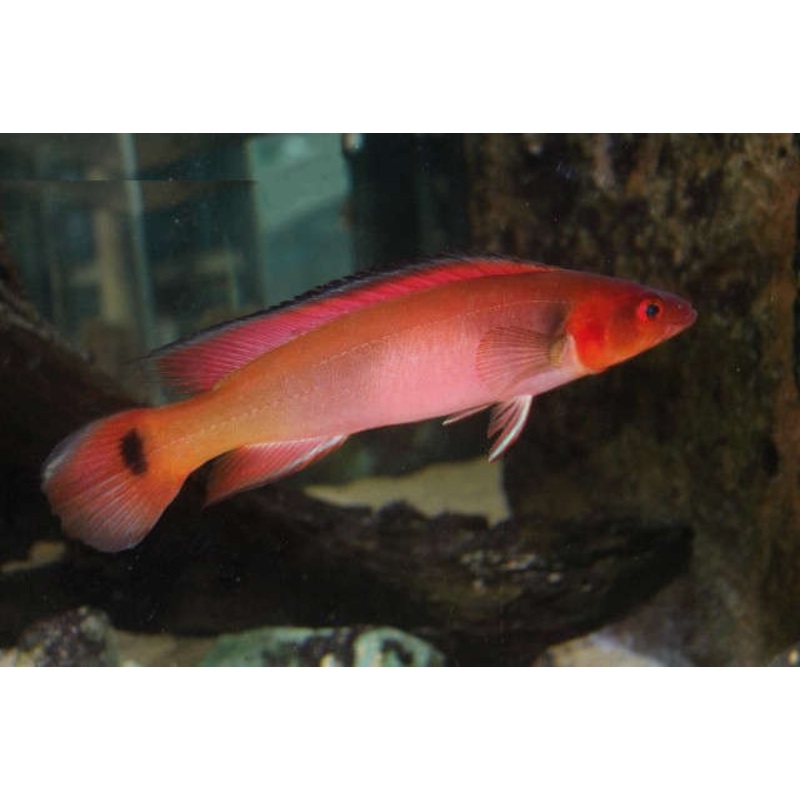 American Cichlid Venezuela Red fire Pike
