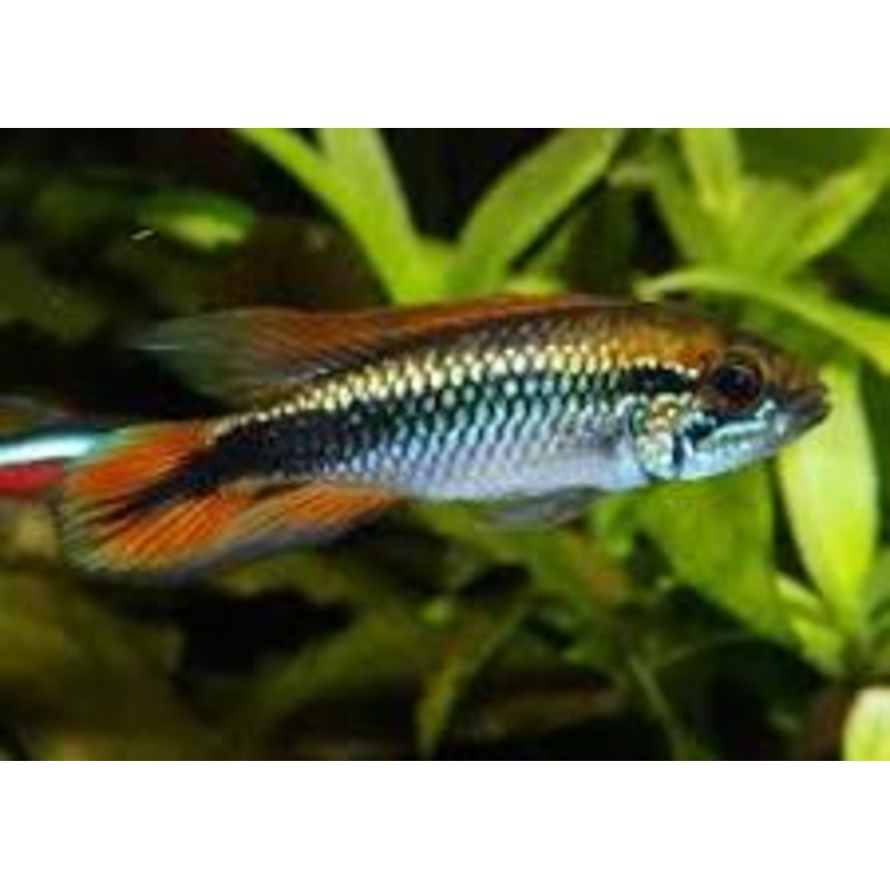 Apistogramma agassizii Double Red