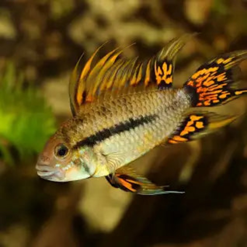 APISTOGRAMMA CACATUOIDES Super RED