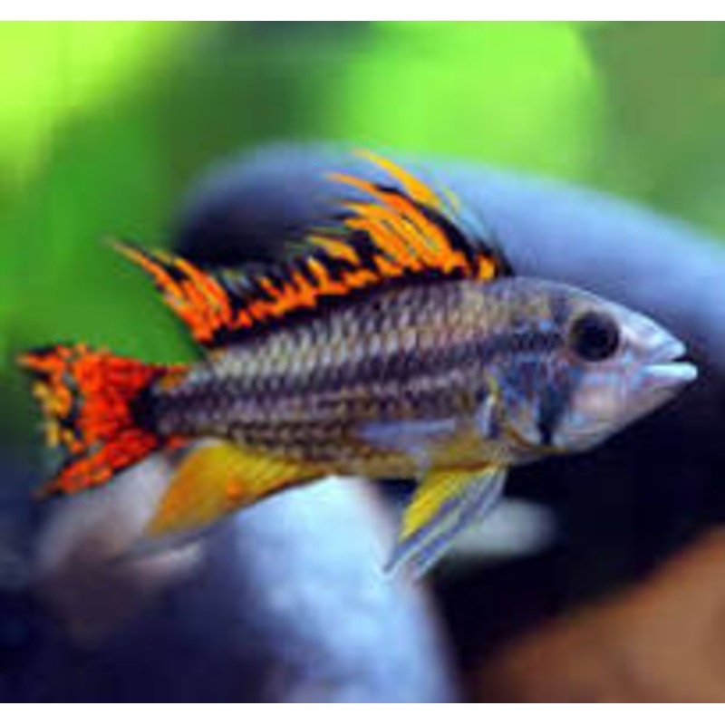 Apistogramma Cockatoo Dwarf