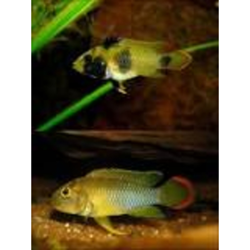 Apistogramma nijsseni